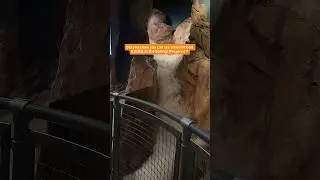 Experiencing a flash flood at the Las Vegas Springs Preserve ⛈️🌊