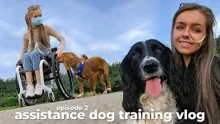 assistance dog training vlog EP2