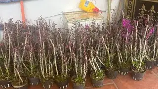 Hàng hiếm kèn lai châu đang nụ  lh 0398 228 633