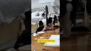 Dogs are very destructive 🐕🐕🐕 #funny #doggielife #funnypet #dog #doglover