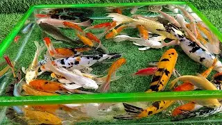 Unboxing Ikan Hias Warna Warni Bahagia, Ikan Mas Koki Eksotis, Ikan Koi, Ikan Lele, Ikan Glofish