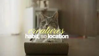 Cat Scratching Post Hack