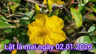 Tiếp tục lặt l&aacute; mai ng&agrave;y 02.01.2026
