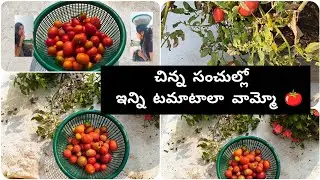 పుచ్చిపోయిన టమాటాలు మీరు కొంటారా  🍅🍅🍅🍅 #intithota 