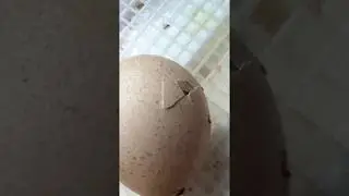 Peacock egg hatching open on day 27 in incubator