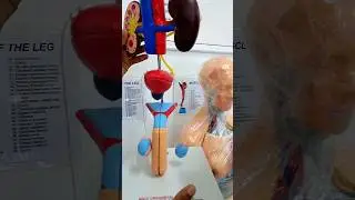 Human anatomy and physiology Lab |D pharmacy hap lab room #pharmacy #students #lab #practical 🧬❤️🩻🙋