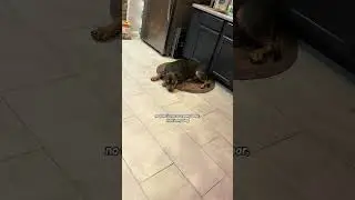 @happyharken: тайно записываю его на видео, потому что он обычно останавливается, когда я пытаюсь...