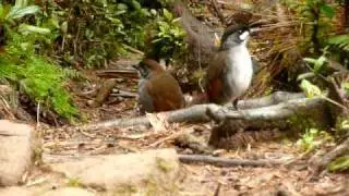 Jocotoco Antpitta 1.MOV