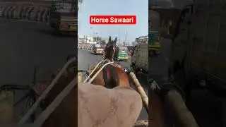 Horse Sawaari Gaadi #horse #shorts #viral #trendingshorts #viralvideos #travel #dailylifevlog7866