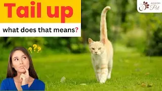The Secret Language of Your Cat's Tail: Decoding What It Means When her Tail Is Up