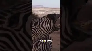 What Zebras Sound Like? #shorts