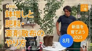 #466 新苗を育てよう2025【リヒト】鉢増しと肥料・薬剤散布のやり方【8月】