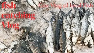 HARVESTING FISH PART 2 | FISHING | GOA VLOG | VILLAGE LIFE | SELLING FISH LOCALLY