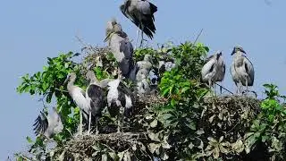 Amazing Trees and water plants give shelter and nesting places  Bird Sanctuary  EP265