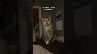 When Your Cat Understands French