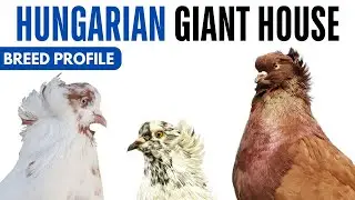 Hungarian House Pigeon Breed Profile - History - Hungarian Giant House Health Issues Price Training
