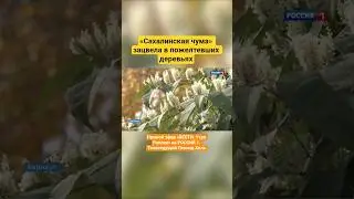 &laquo;Сахалинская чума&raquo; зацвела в пожелтевших деревьях