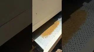 Collecting bee pollen using pollen traps.