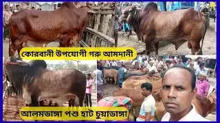 কোরবানী উপযোগী গরু আমদানী দুই ওচার দাঁতের ষাঁড় গরু ষাঁড় আলমডাঙ্গা পশু হাট Alamdanga  Chuadanga