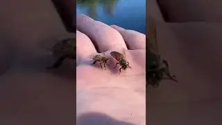 How to tell the difference between a Queen Bee and a Worker Bee. #beekeeping #beekeeper #gotbeez