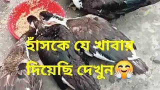 #আমি চীনা হাঁসকে কী কী খাবার দেই দেখুন🦆#ducks #duck #ducksofinstagram#viral video please subscribe.