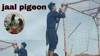Kabootar ki jaal Kaise bante hain