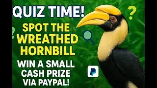 🎉 QUIZ TIME! Win a Small Cash Prize via PayPal! 🎉