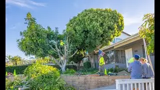 Complete Landscape Overhaul! 🌴