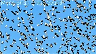 Myna Birds Flying Sound | Myna Bird Flocking Together With Sound | Group Of Birds Flying Sound
