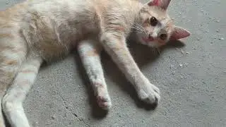Gato folgado 