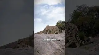 Cheetahs &ndash; High-Speed Hunters of the Savannah #cheetah #cheetahspeed