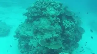 一人でシュノーケル＆素潜り　奄美大島の屋鈍海岸　貴重！？グルクマの捕食シーンに出会えた！　２０２５年１月２４日