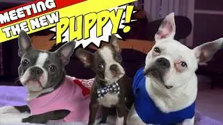 Tiny 2.5 pound Boston Terrier Puppy meets his new Big Brother and Sister CUTE