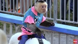 Adorable monkeys ride dogs like jockeys | Rare.us