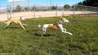 Whippets run down Azawakh 1
