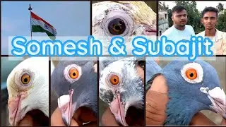 Pigeon Loft Visit | Somesh & Subojit | Tipler, Madrasi Old Breeds Pigeon 9748 414243