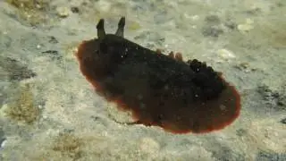 白浜　田尻クズレ鼻　ホンクロシタナシウミウシ　Dendrodoris nigra (Stimpson, 1855)