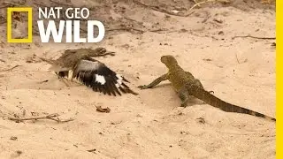 Bird vs. Lizard | Real Angry Birds
