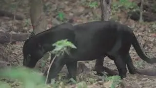 Fauna do Brasil