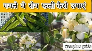 Grow seam fali easily at home 🌿🫛