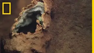 Hydrothermal Ocean Vents Found in Surprisingly Shallow Water | National Geographic
