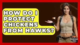 How Do I Protect Chickens From Hawks? - Survival Skills for Everyone