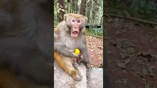 Monkey's Shocking Reaction 😲: Orange Thrown into Its Mouth!