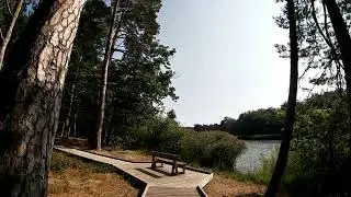 Etang de St Bonnet en Forêt de Tronçais