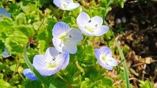 Veronica persica / Вероника персидская + #flowers #flower