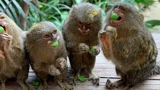 Pygmy Marmosets Eat Peas at Taronga Zoo Sydney