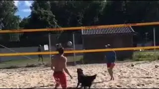CACHORRO JOGANDO V&Ocirc;LEI 👍😀