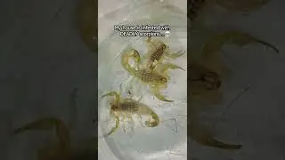 DEADLY SCORPIONS INFESTED MY HOUSE