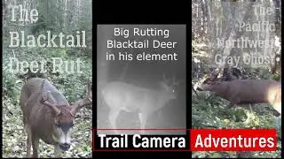 The Blacktail Deer Rut, Trail Camera Adventures Wildlife of Mt St Helens Washington