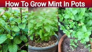 How To Grow Mint In Pots | Save Mint Plant From Drying In Summer | Love For Garden